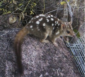 Northern quoll caught on camera. Photo courtesy Helen Holmes.