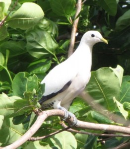 A beautiful pied imperial-pigeon photographed by Julia Hazel.