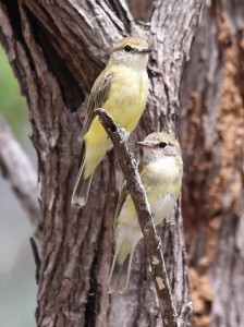 Lemon-breasterd flycatchers. M Tattersall.