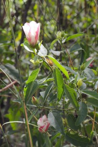 Hibiscus flower. Photo M. Tattersall.