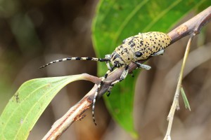Longicorn beetle. M. Tattersall photo.