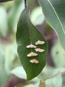 Moth cluster. Photo M. Tattersall.