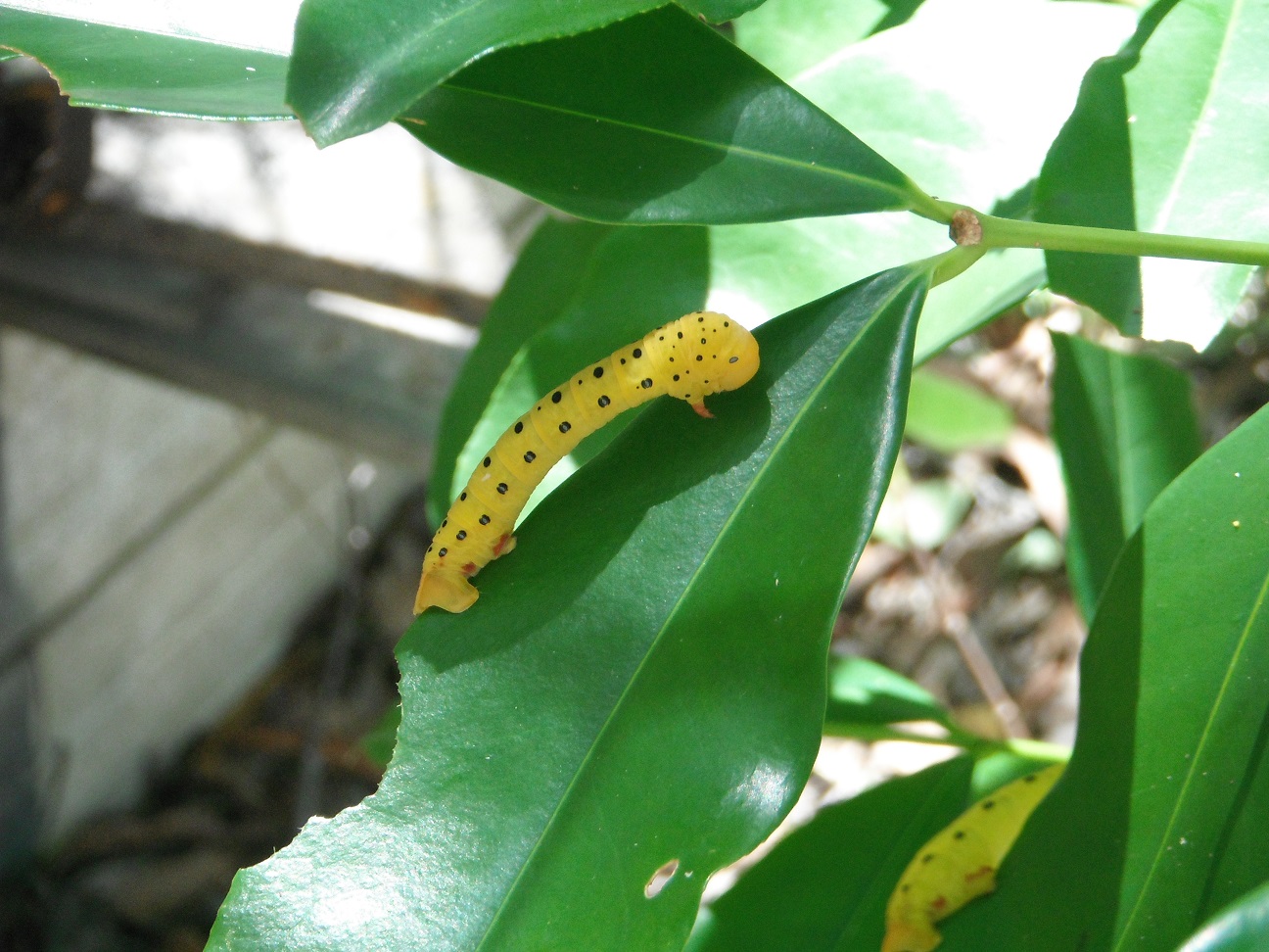 Distinctive caterpillar of the Four o'clock moth, Dysphania fenestrata.
