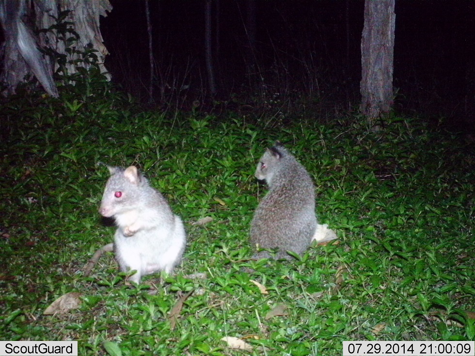 Caught on camera! Rufous bettongs on a Black River property.