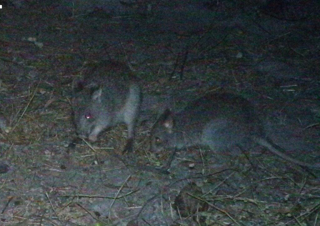 Bettong and joey. Photo WQ Townsville.