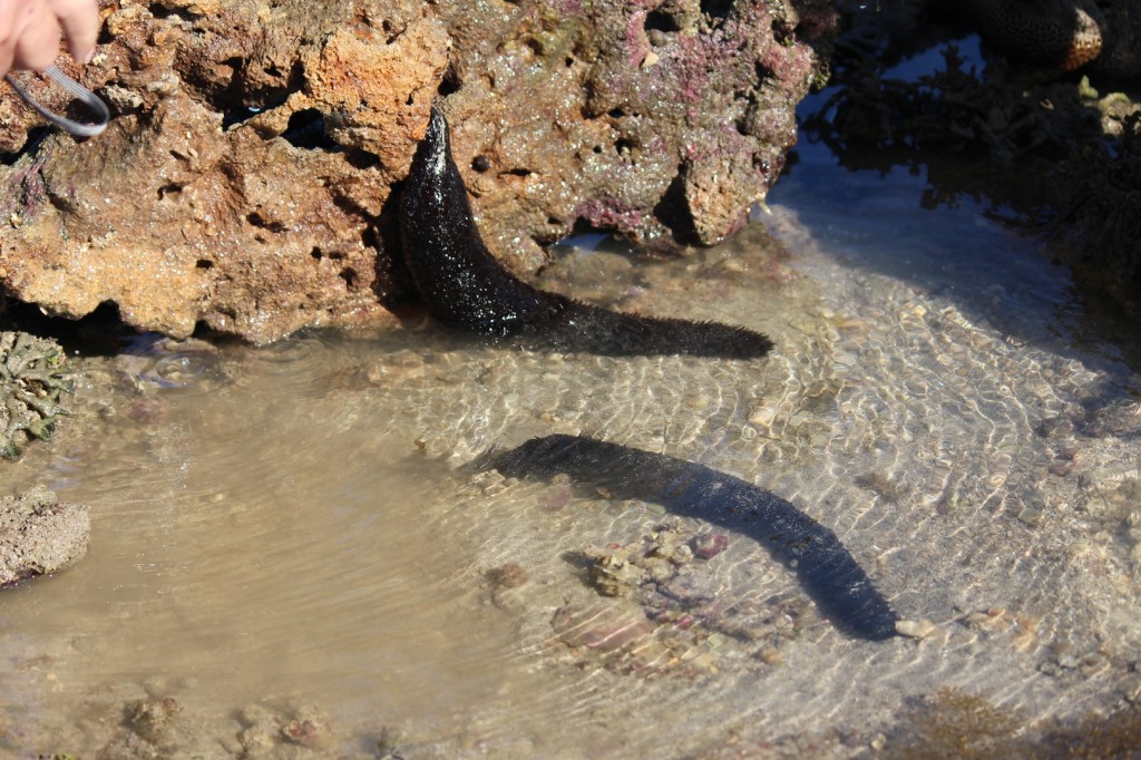 Sea cucumbers H. leucospilota. Photo Melissa Fly.