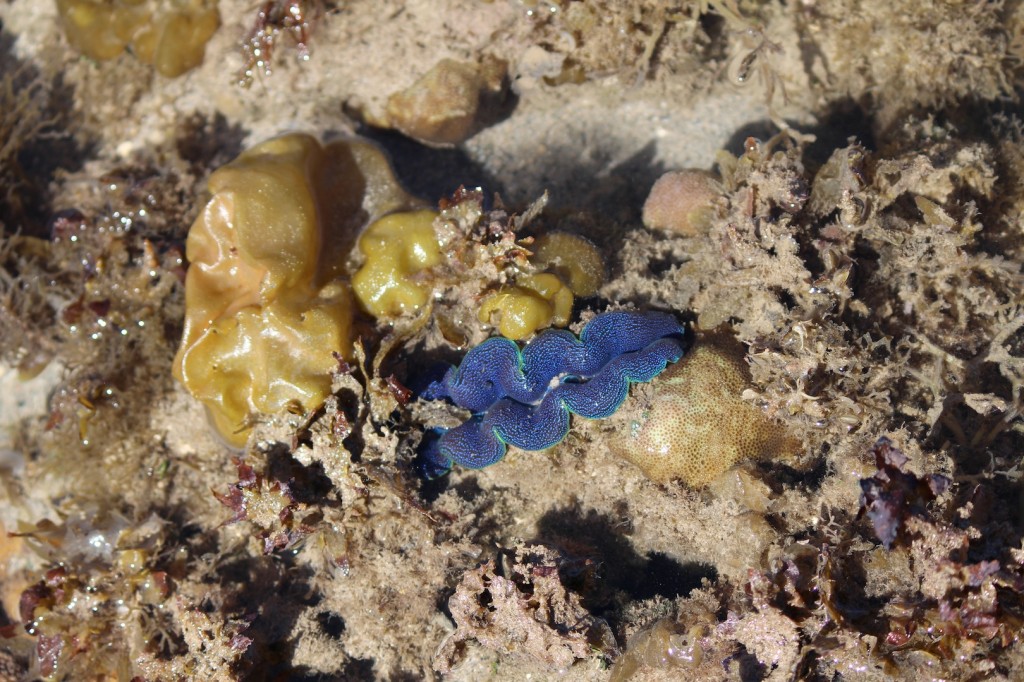 Blue clam, Tridacna crocea. Photo Melissa Fly