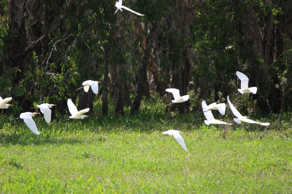 Egrets in flight. Photo Melissa Copnell.