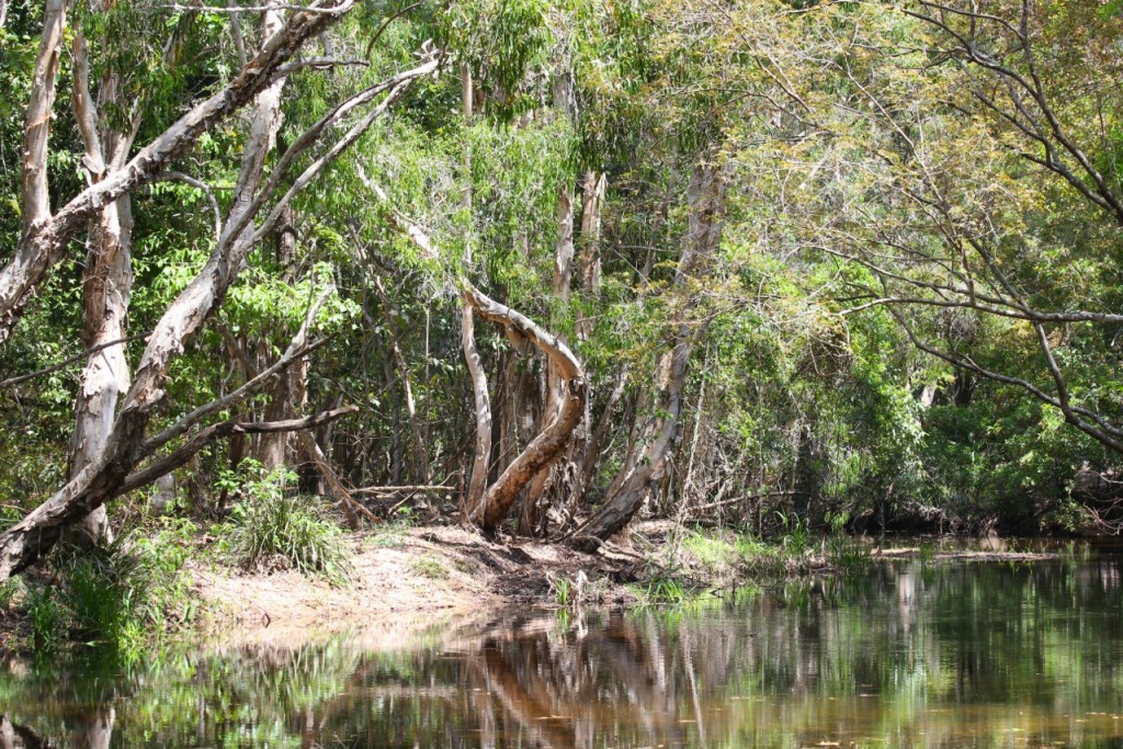 Rainforest creek. Photo Malcolm Tattersall.