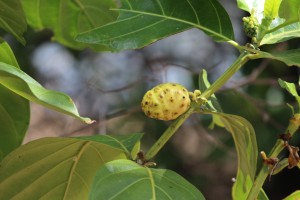 Unusual fruit of Morinda citrifolia. Photo Melissa Copnell.