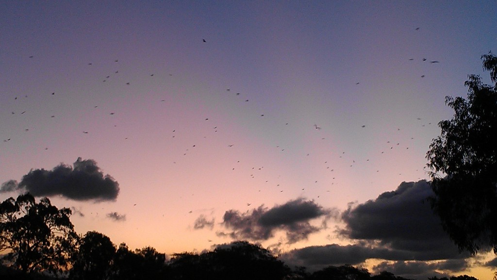 As the sun sinks the bats fly out. Photo John Collins.