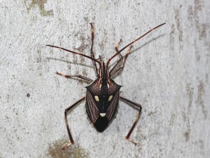 Shield bug, Poecilometis sp. Photo M. Tattersall.