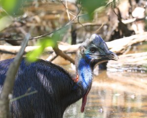Young cassowary after harrassment by people and dogs. Photo Yvonne Cunningham.