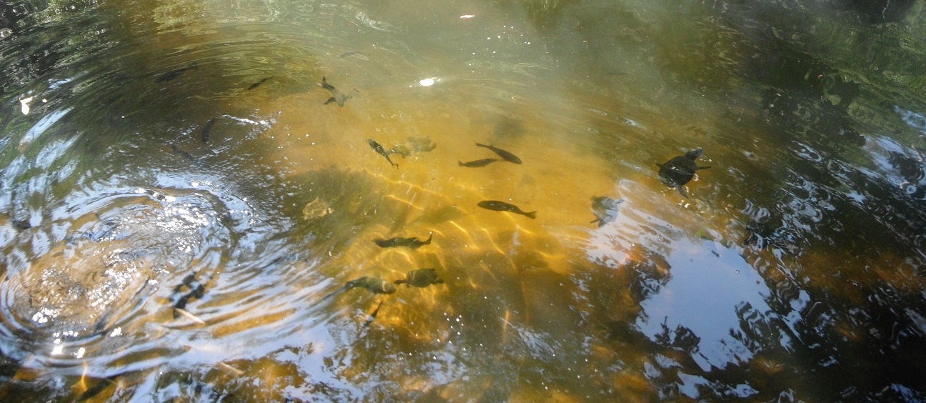Fish and turtles thrive in the sunlit creek. DS photo.