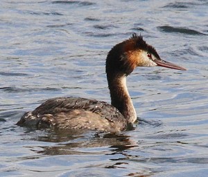 Great-crested grebe, photo Yvonne Cunningham.
