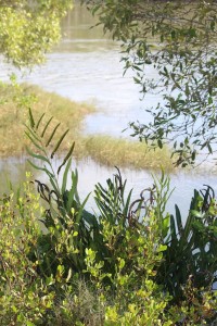 Mangrove fern at the causeway. Photo Melissa Copnell.