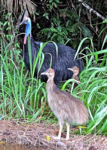 Cassowary chicks are especially vulnerable to dog attacks. Photo Yvonne Cunningham.
