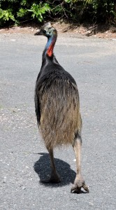 Young cassowary in danger. Photo courtesy, Yvonne Cunningham.