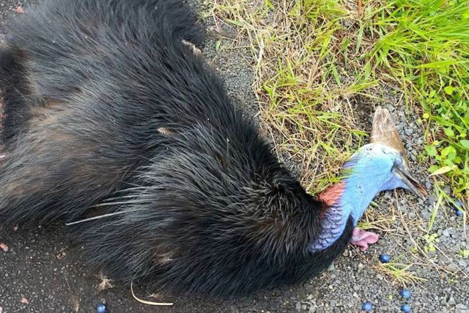 Adult cassowary killed on the road. Photo courtesy of Liz Gallie.