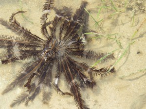 One of the crinoids found at the tide's edge. Photo Julia Hazel.