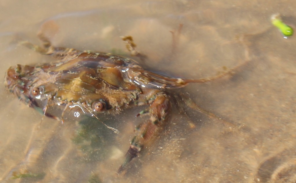 Swimming crab, Charybdis sp. Photo melissa Copnell.