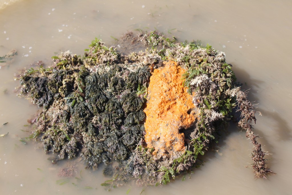 Two species of algae, Cladophora and Caulerpa flank an orange sponge. Photo Melissa Copnell.