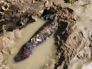 Sea-cucumber, Holothuria found under a rock. Photo Margaret Flecker.