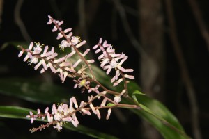 Flowering Cordyline murchisoniae. Malcolm Tattersall photo.