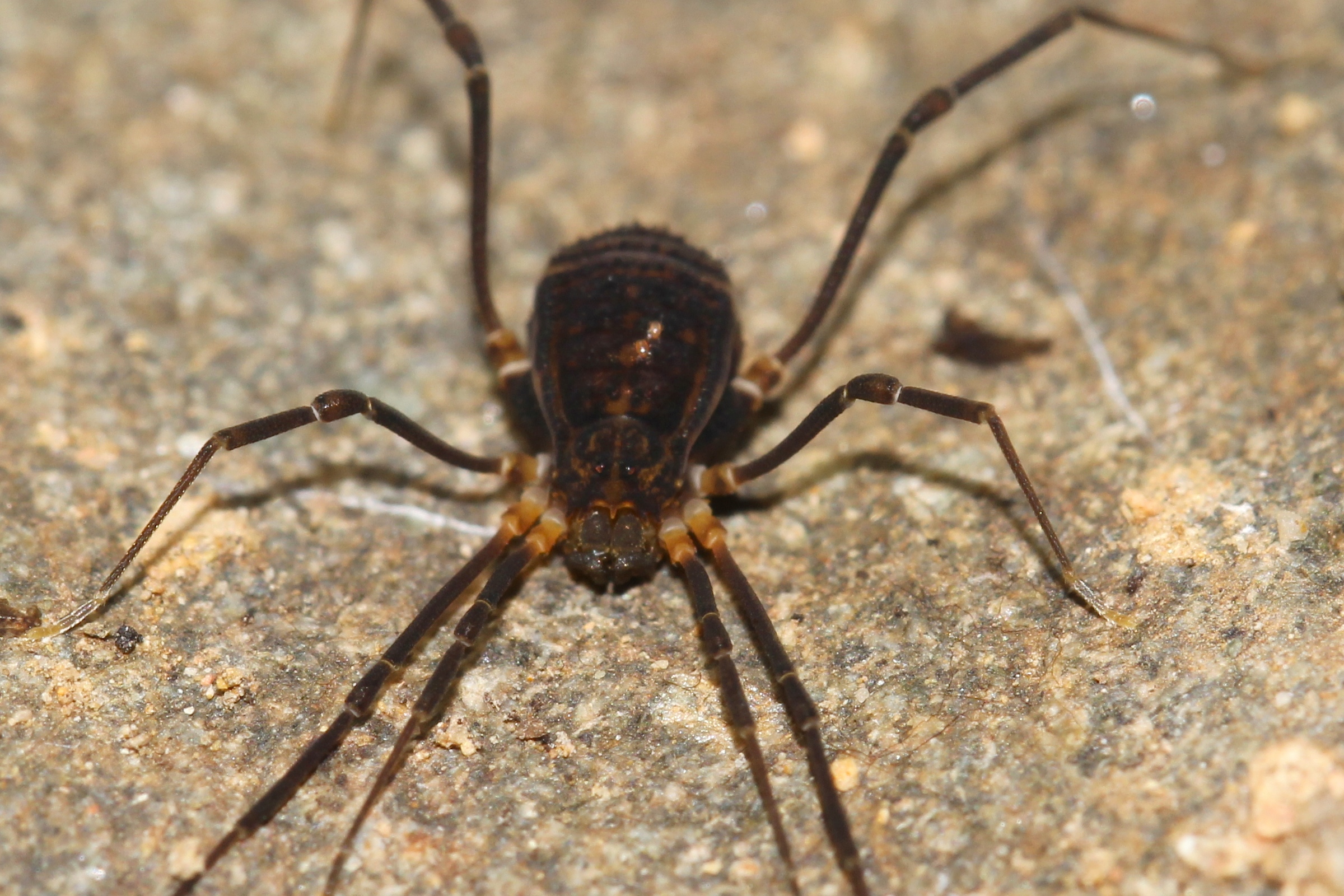 Unidentified harvestman poses on its rock. Photograph Malcolm Tattersall.