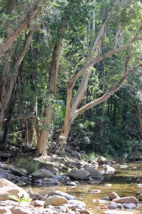River gums adorn the creek banks. Photo Malcolm Tattersall.
