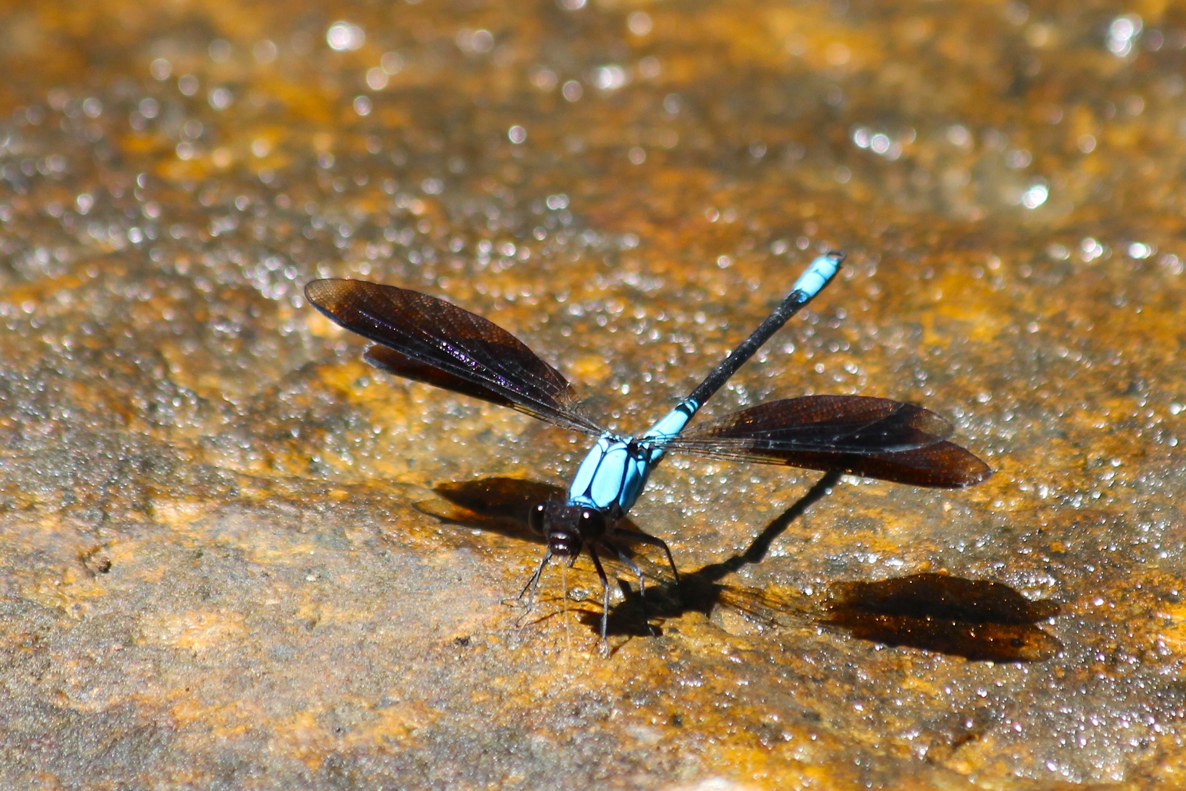 brilliant colours of the damselfly, Tropical Rockmaster. Photograph Malcolm Tattersall.
