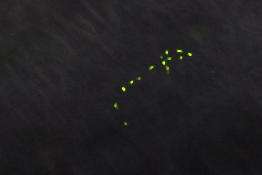 Firefly flight path. During a 25 sec exposure, this firefly was flashing every 1.5 seconds.