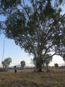 One of the grand old trees that may be at risk. Photo courtesy of Mundy Creek Catchment Care.
