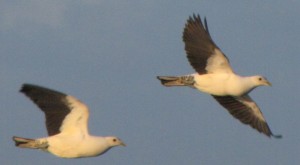 Pied imperial-pigeons in flight. Photo courtesy Julia Hazel, PIPwatch.