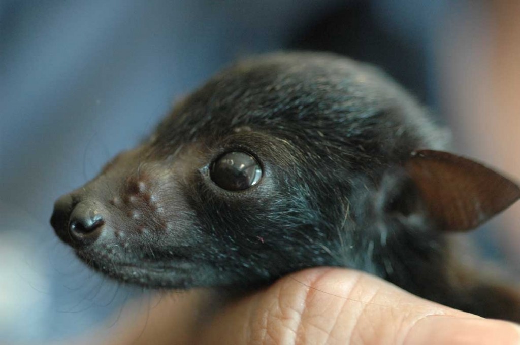 A baby black flying-fox, "Phyllis", aged 3 weeks. Photo courtesy of Dominique Thiriet