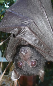 All wrapped up - a Black flying-fox, Pteropus alecto.