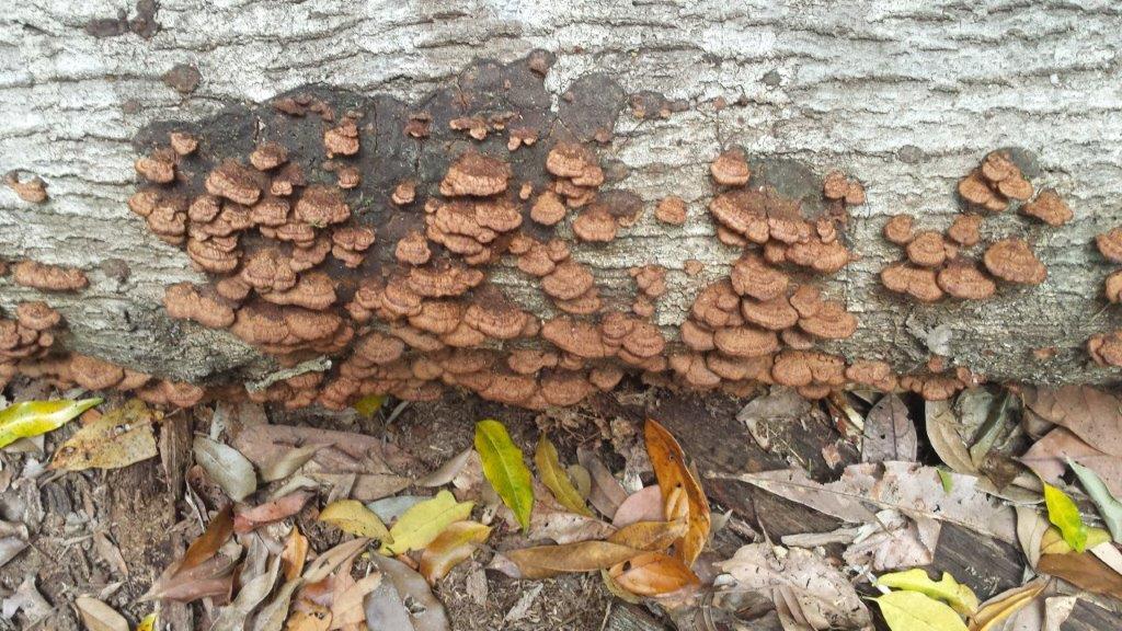 Fungi decorate a "chocolate" log. Photo Chris Gordon.