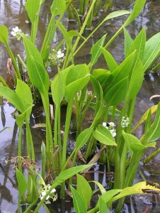 Sagittaria platyphylla - click to enlarge