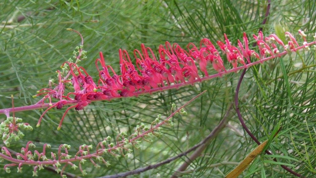 Glorious colour of Grevillea dryandrii.  Photo Julia Hazel.
