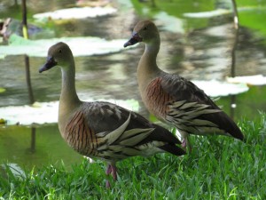 Plumed whistling ducks at the lagoons. Photo Julia Hazel.