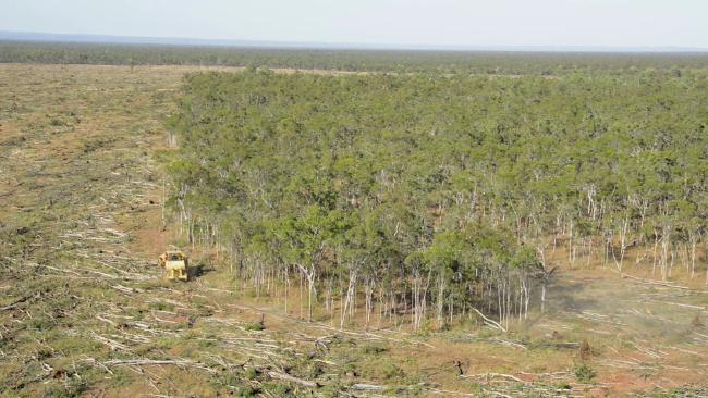 Tree-clearing at Olive Vale, Cape York. Photo Kerry Trapnell.