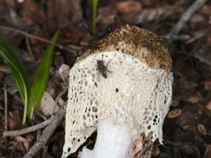Flesh fly on "stinkhorn" fungus. Photo Malcolm Tattersall.