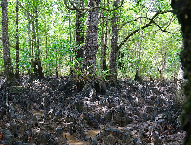 A stand of Bruguiera hainesii showing pneumatophore roots