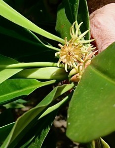 Bruguiera hainesii flower