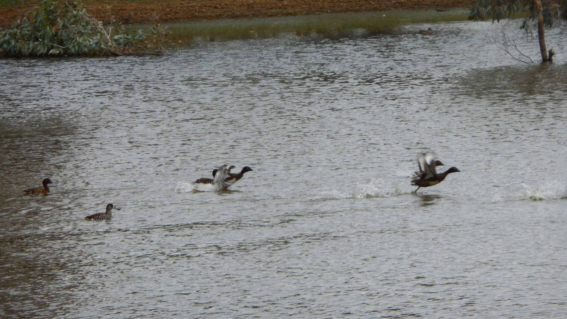 Ducks take off from the lagoon.