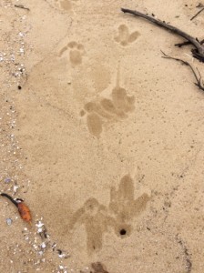 Tracks of adult and young cassowary. Photo Su Mijic.
