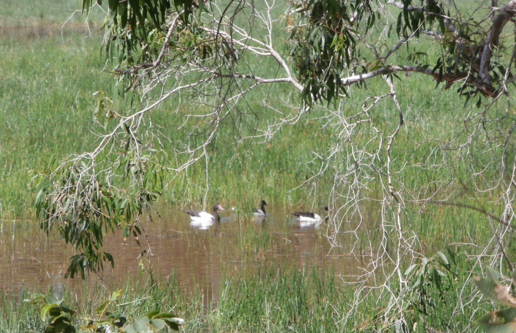 Magpie geese surrounded by bulkuru. Photo Christine Mair.