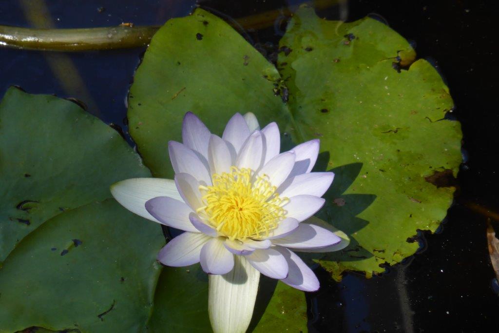 A native waterlily, Nymphae violacea, adorns the lagoon.