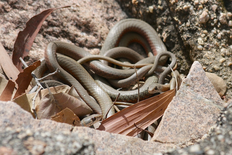 Snakepit! Collared whip snakes. Photo Malcolm Tattersall.