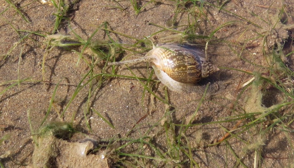 The gastropod Nassarius graphiterus among seagrass. Photo Julia Hazel.